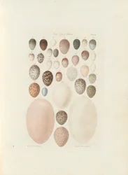 Huevos de aves de Victoria. el folio inédito Australia Terra Cognita por William Blandowski. 1855-56